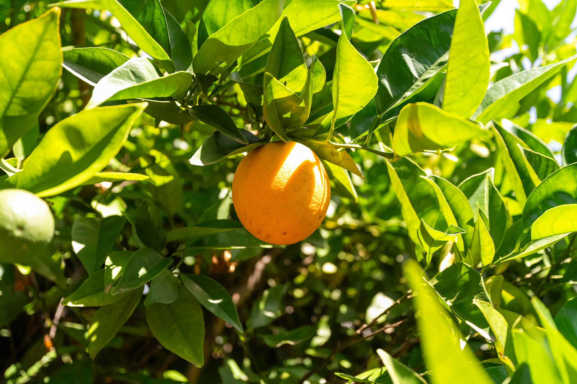 Ripe orange on backyard citrus tree
