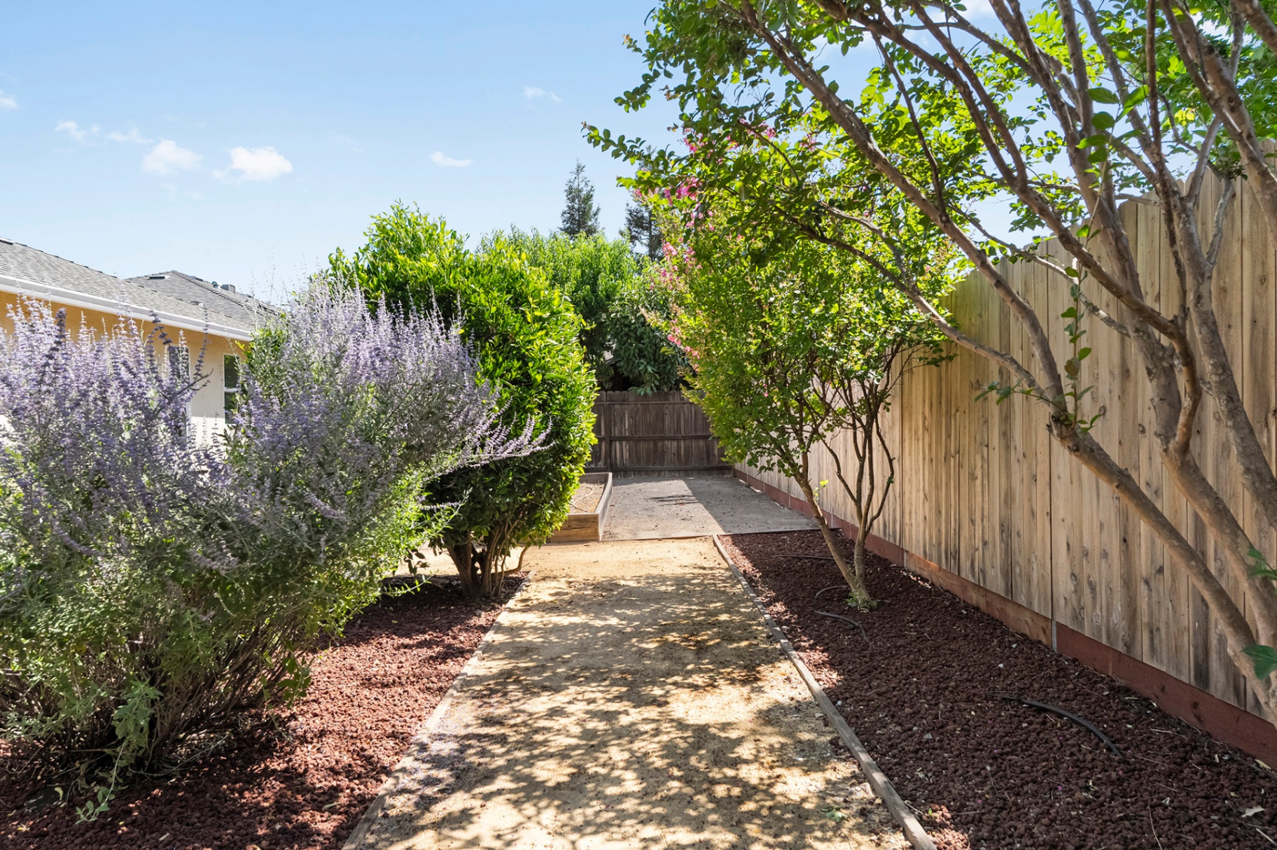 Garden path with lavender and crape myrtles